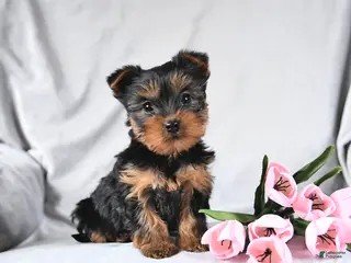 Yorkshire Terrier dogs Lucky - Ad 39