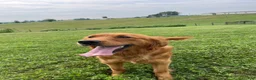 Golden Retriever dogs for sale: Sofia - Ad 5