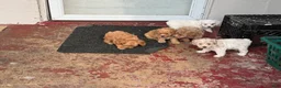 Shihpoo dogs for sale: Shihpoo 1 - chloe  - Ad 3