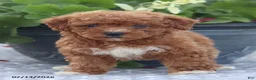 Miniature Poodle dogs for sale: Neva - Ad 6