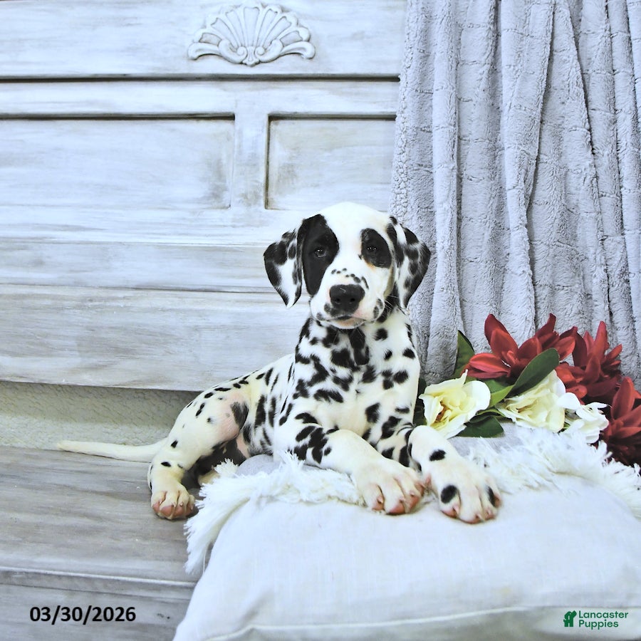 Dalmatian dogs Bandit - Ad 1