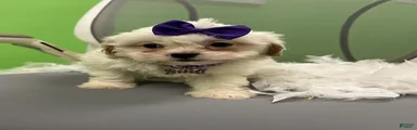 Shihpoo 5