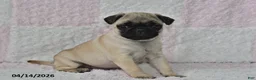 Pug dogs for sale: Joy - Ad 1