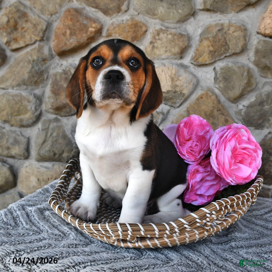 Mixed Breed dogs Chicory - Ad 2