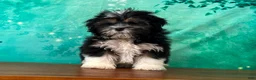 Teddy Bear dogs for sale: Ranger - Ad 1