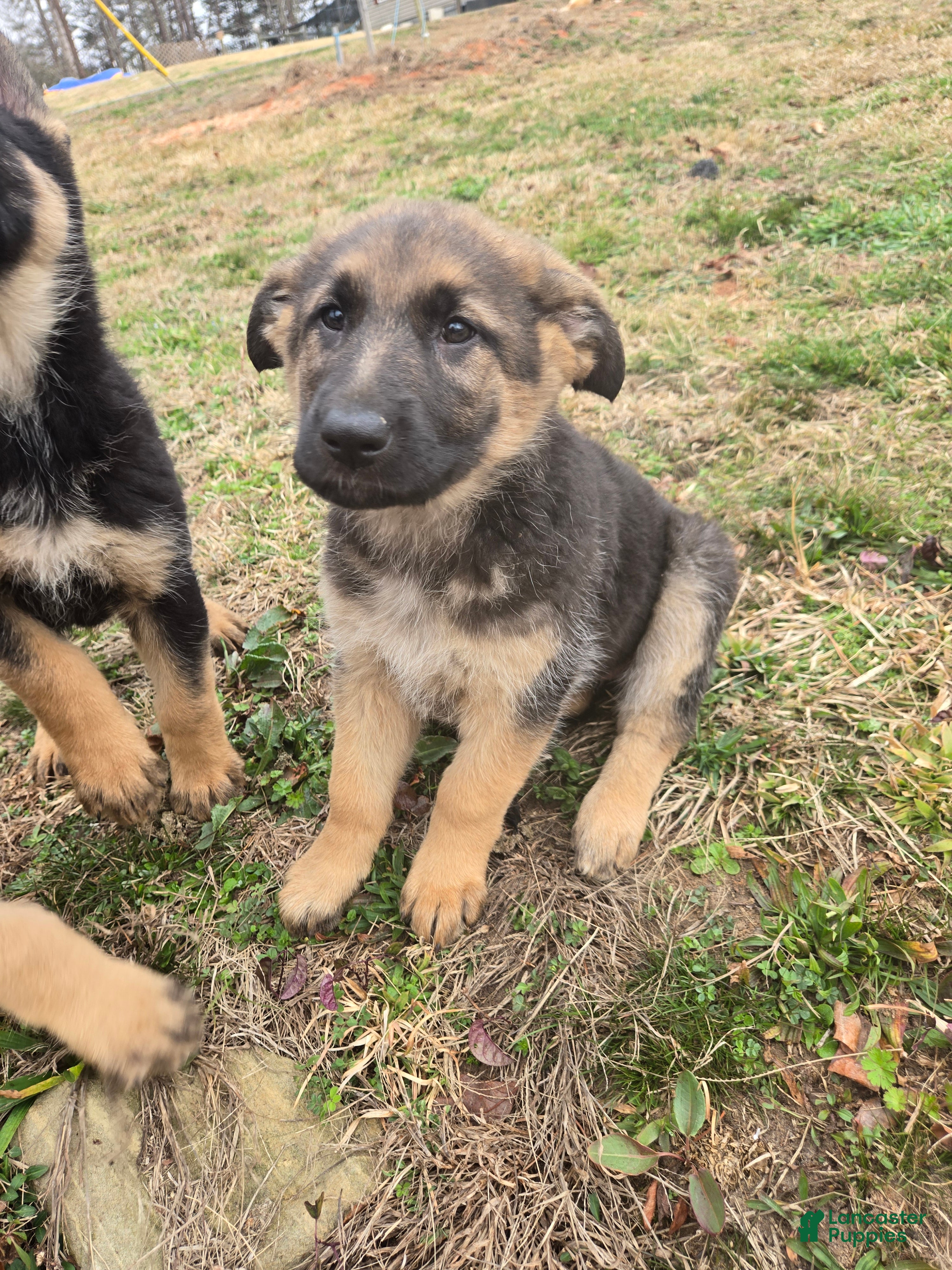 German Shepherd dogs German Shepherd Puppy 4 - Ad 37