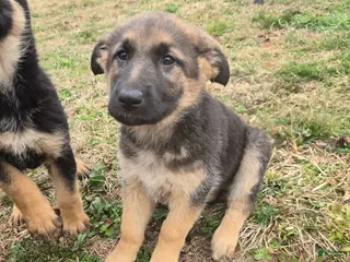 German Shepherd dogs German Shepherd Puppy 4 - Ad 37