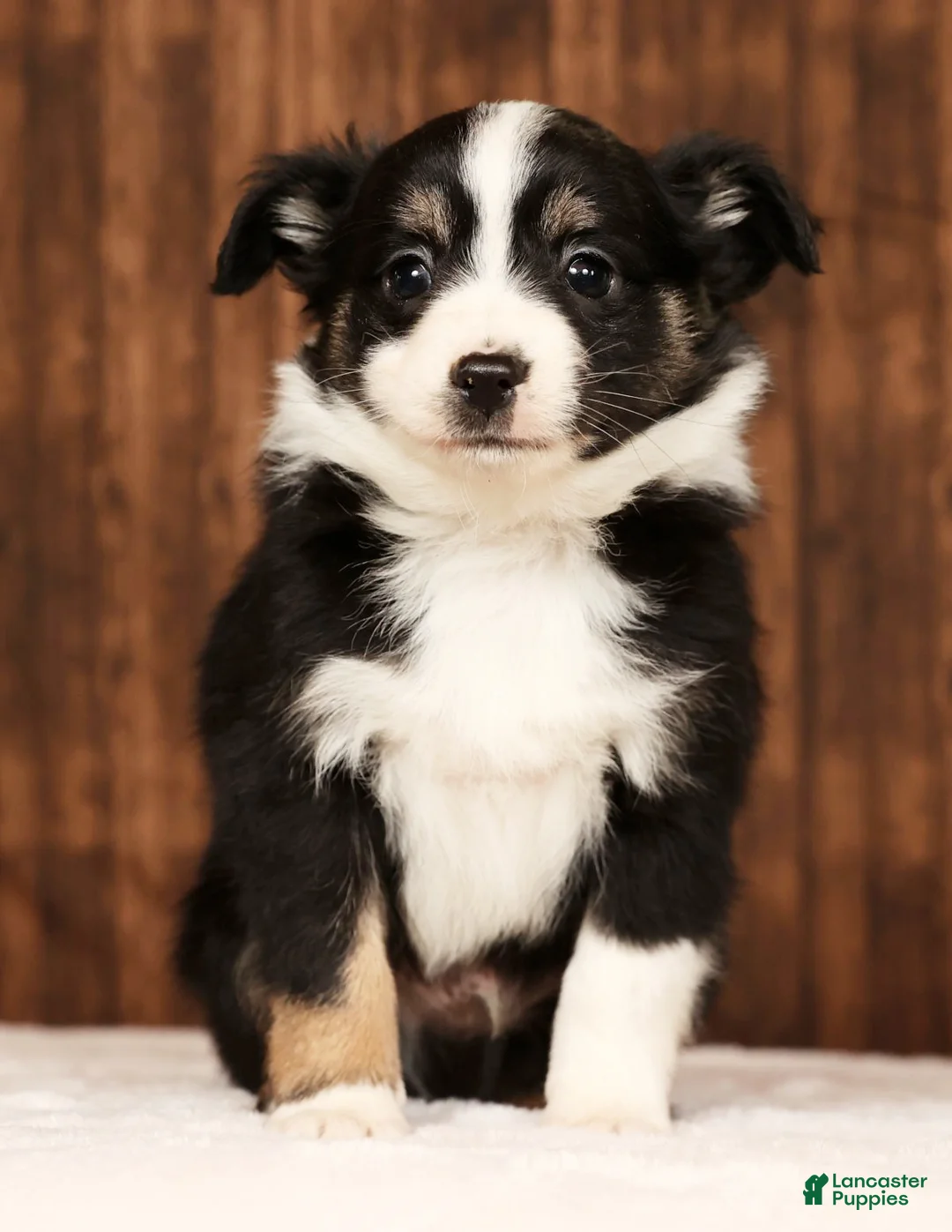Miniature Australian Shepherd dogs for sale: Raptor - Ad 2