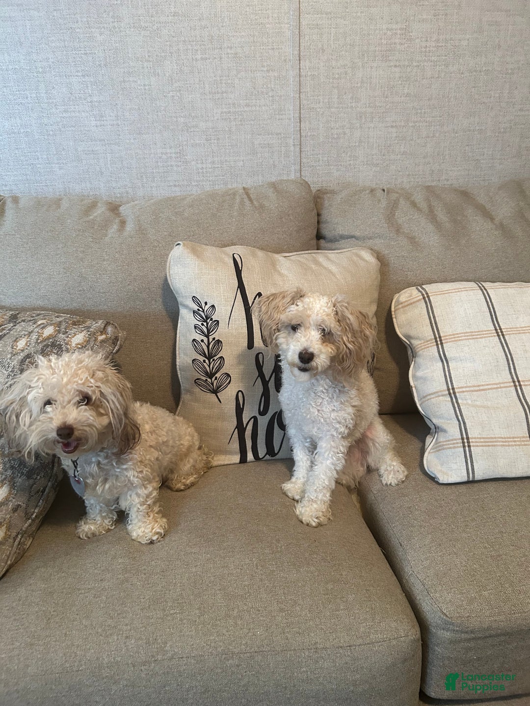 Toy Poodle dogs for sale: Toy Poodle Puppy 1 - Ad 9