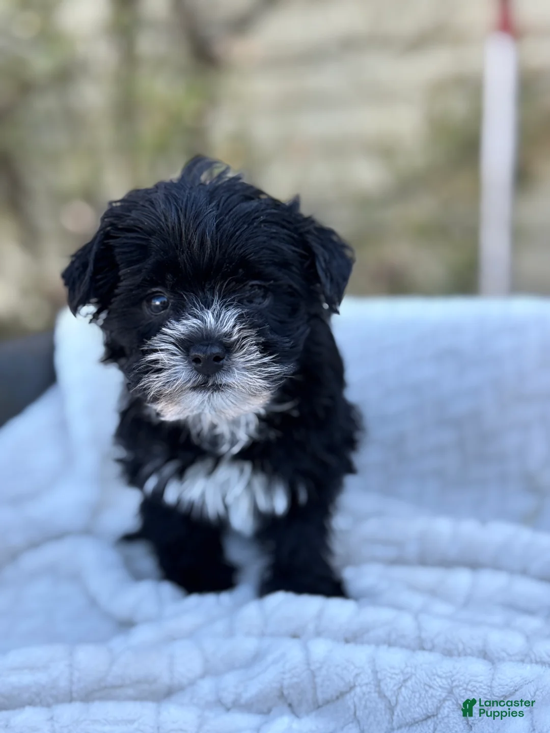 Yorkiepoo dogs for sale: Bubbles - Ad 2
