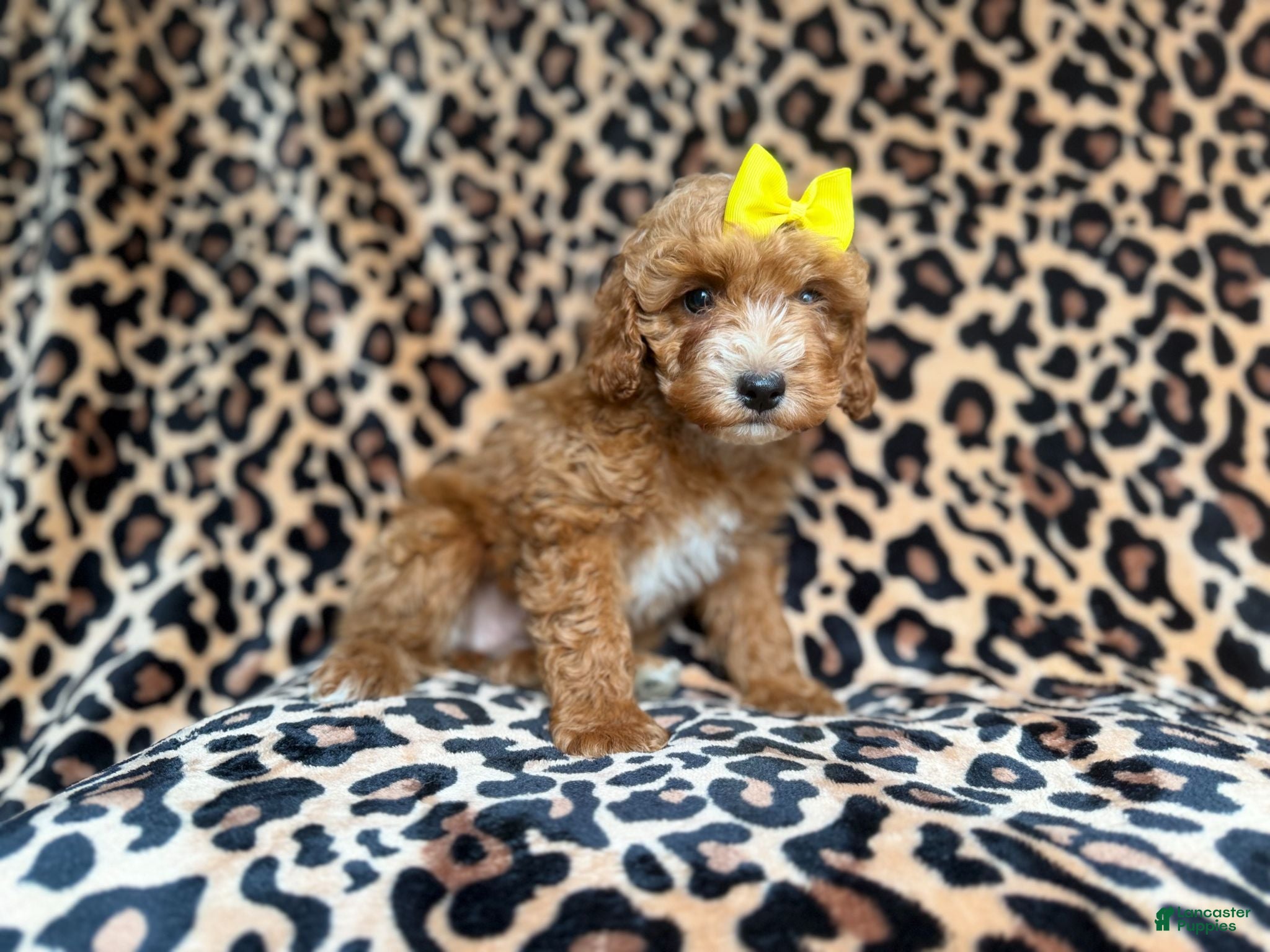 Cockapoo dogs Janey - Ad 6