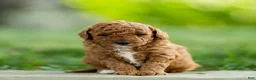 Labradoodle dogs for sale: Henry Labradoodle  - Ad 1