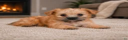Morkie dogs for sale: Bella - Ad 8