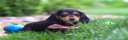 Miniature Dachshund dogs for sale: Barbie - Ad 5