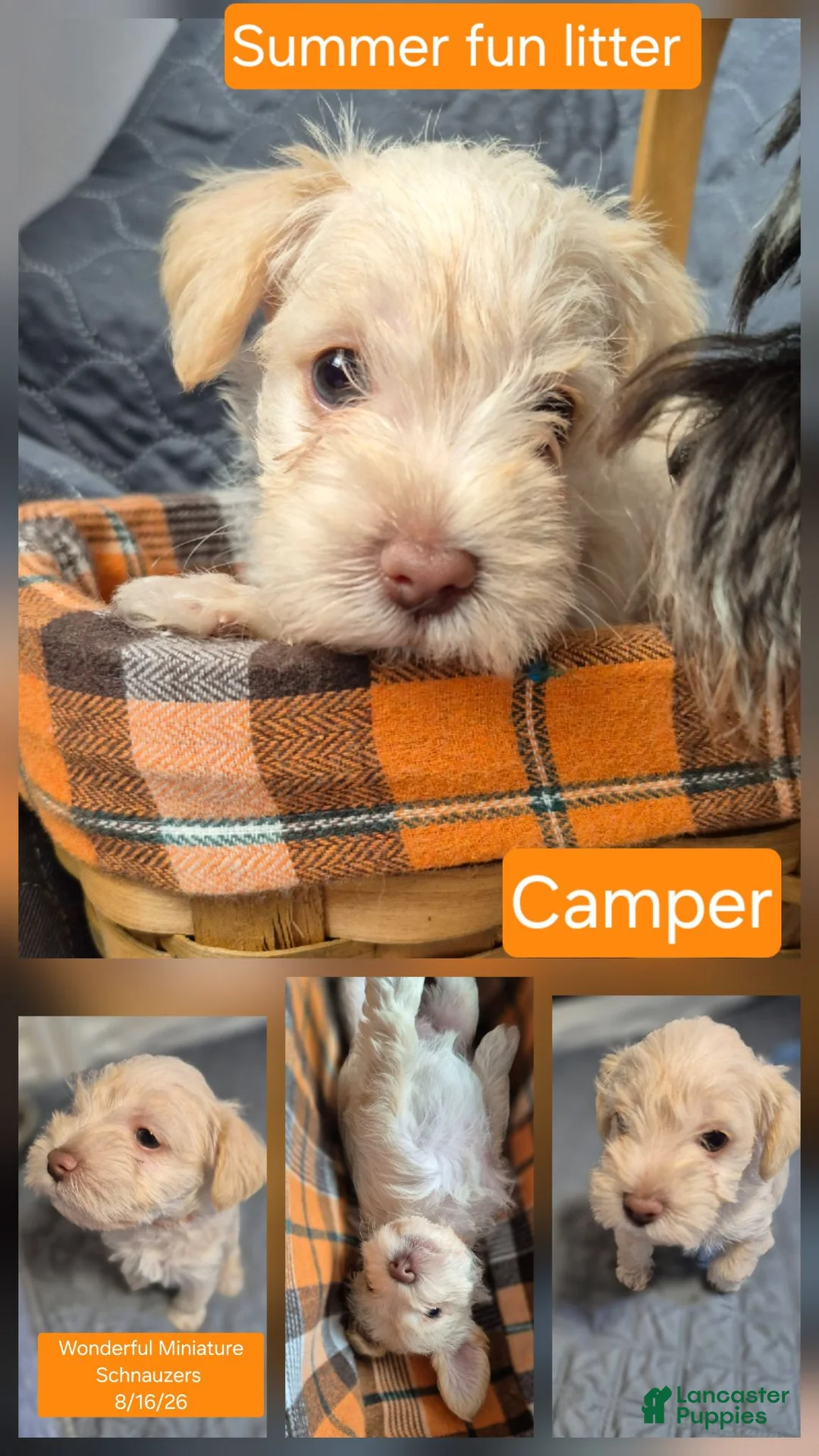 Miniature Schnauzer dogs for sale: Miniature Schnauzer 4 - Ad 1