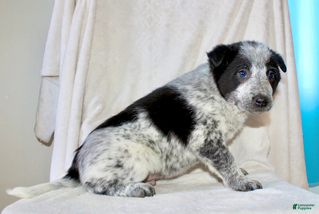 Australian Cattle Dog dogs for sale: Rocky - Ad 3