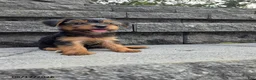 Yorkshire Terrier dogs for sale: Trixie - Ad 3