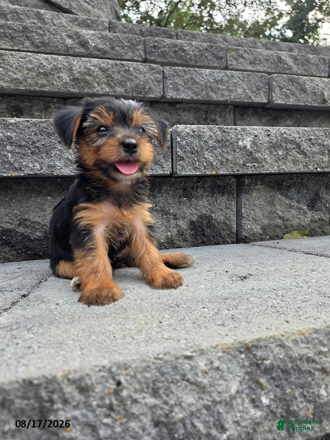 Yorkshire Terrier dogs for sale: Trixie - Ad 3
