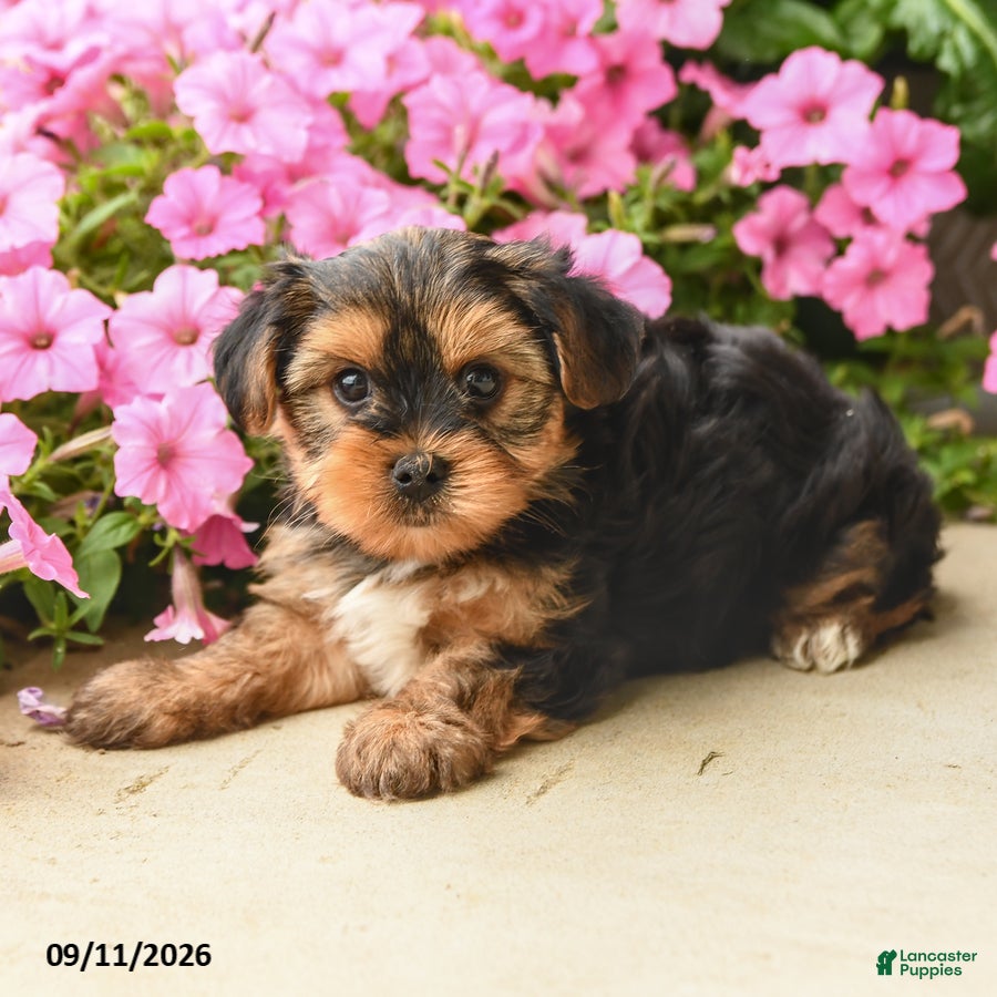 Yorkshire Terrier dogs Charmer - Ad 2