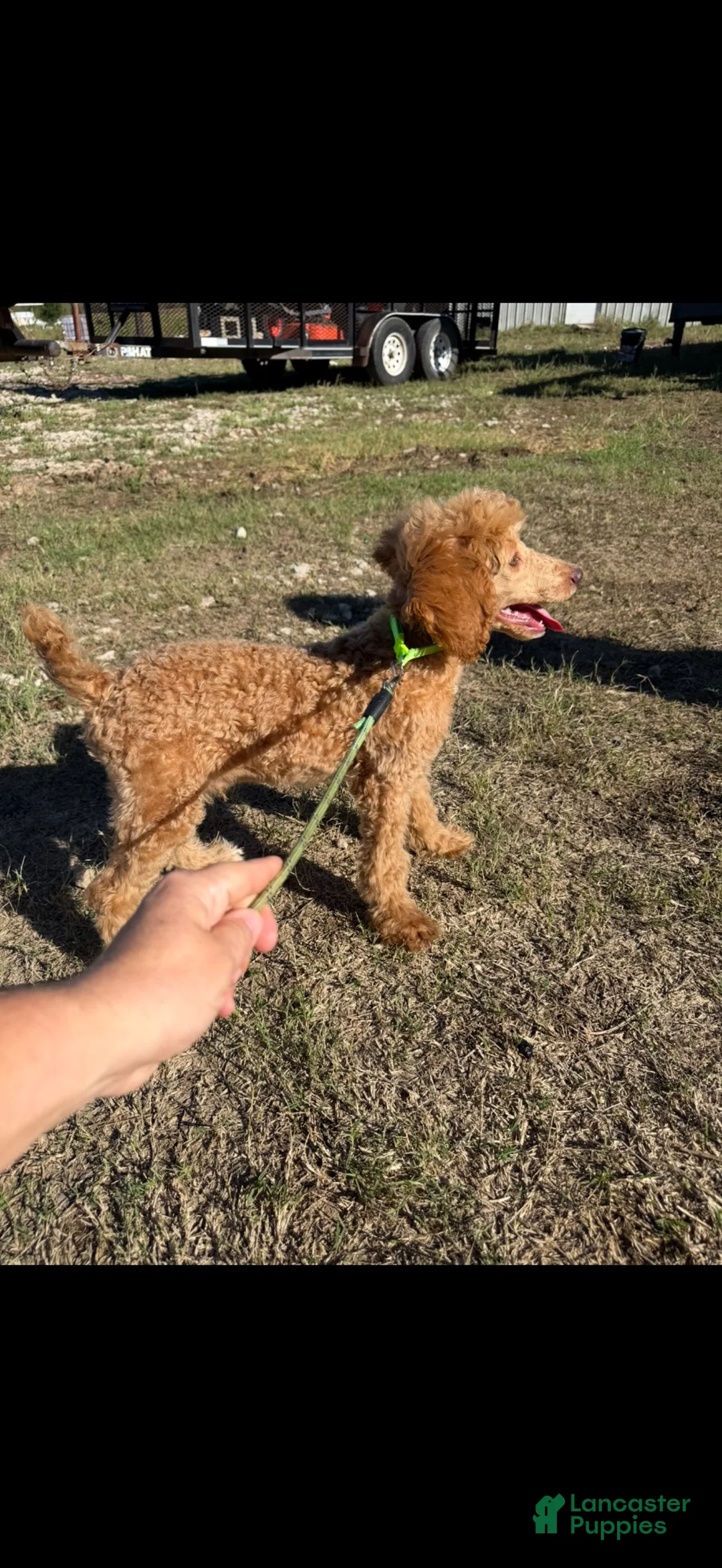 Standard Poodle dogs for sale: Akc Clear 🧬 Tested Red Phantom bb 💙- Small Moyen - Ad 13