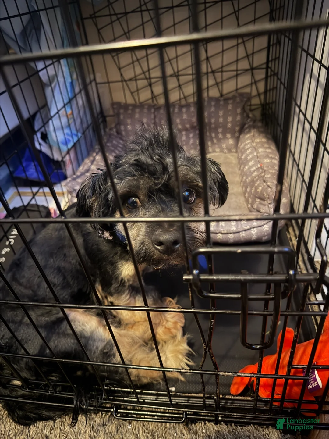 Yorkiepoo dogs for sale: Yorkiepoo 1 - Ad 6