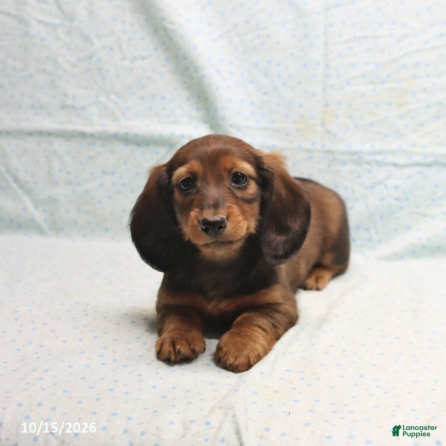 Dachshund dogs April - Ad 2