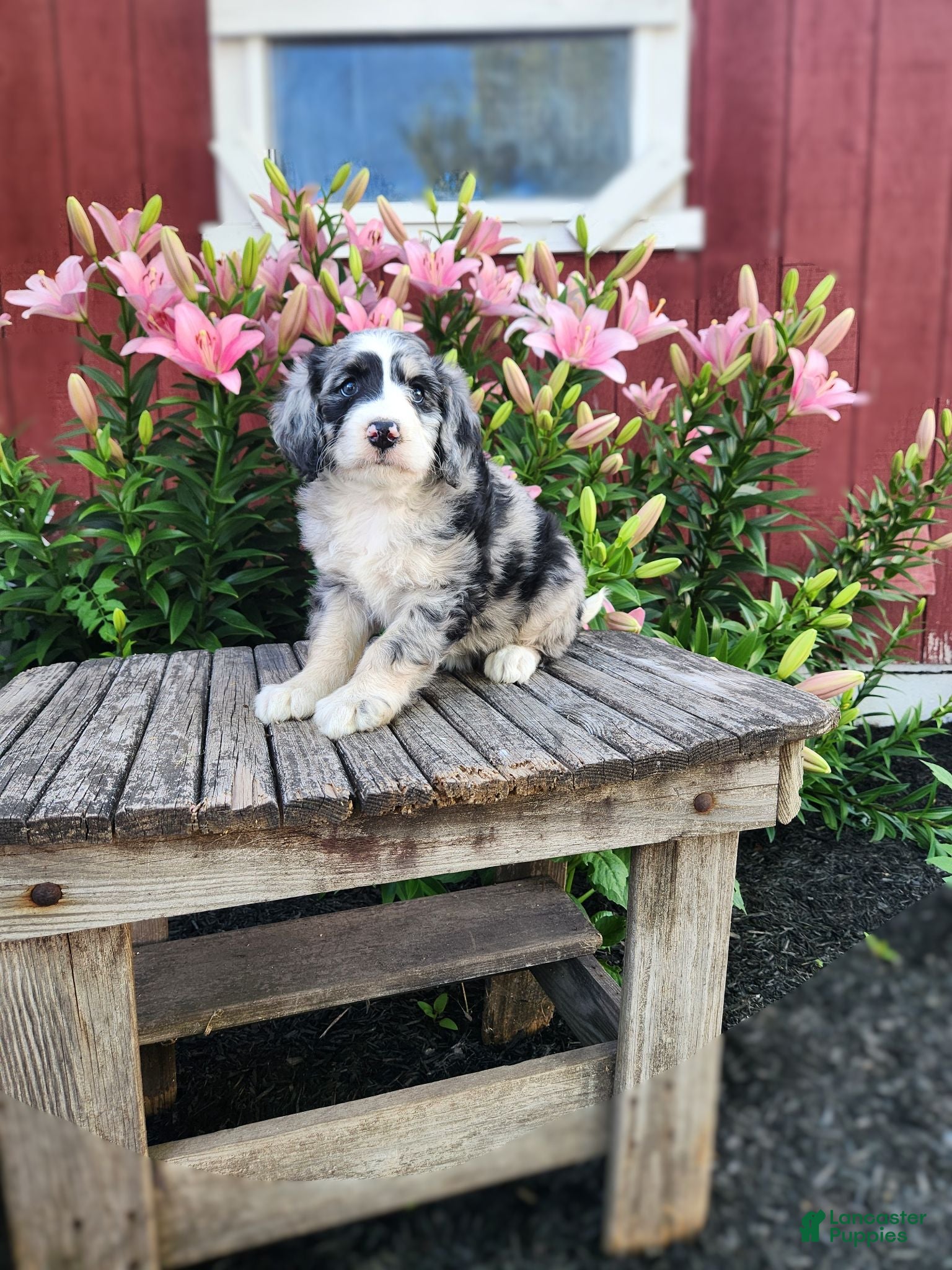 Bernedoodle dogs Cammy - Ad 2