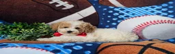 Toy Poodle dogs for sale: Sutherland - Ad 4