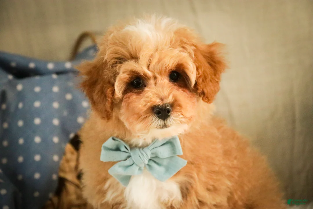 Miniature Poodle dogs for sale: Ramsey - Ad 3