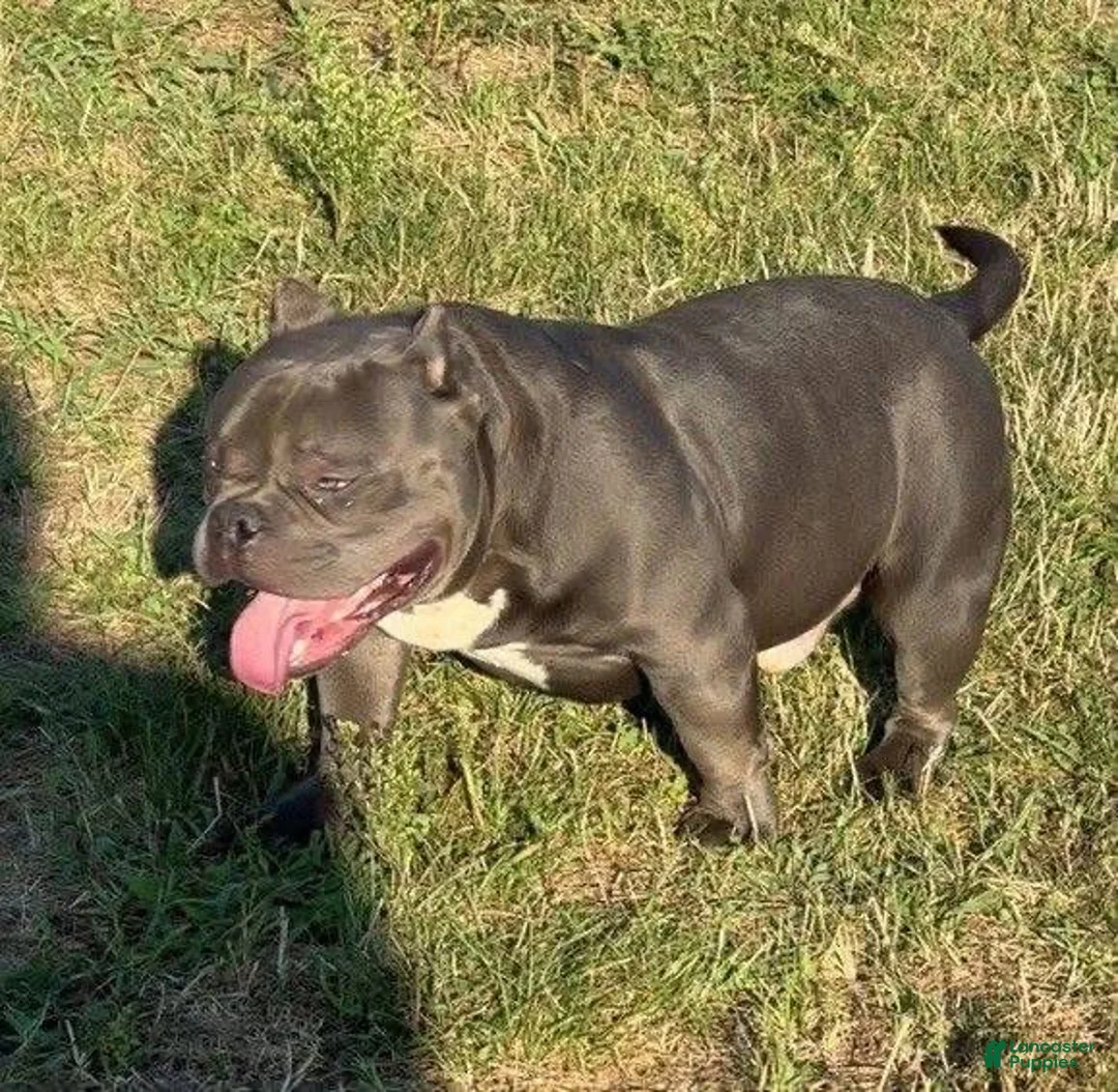American Bully dogs for sale: Sky - Ad 9