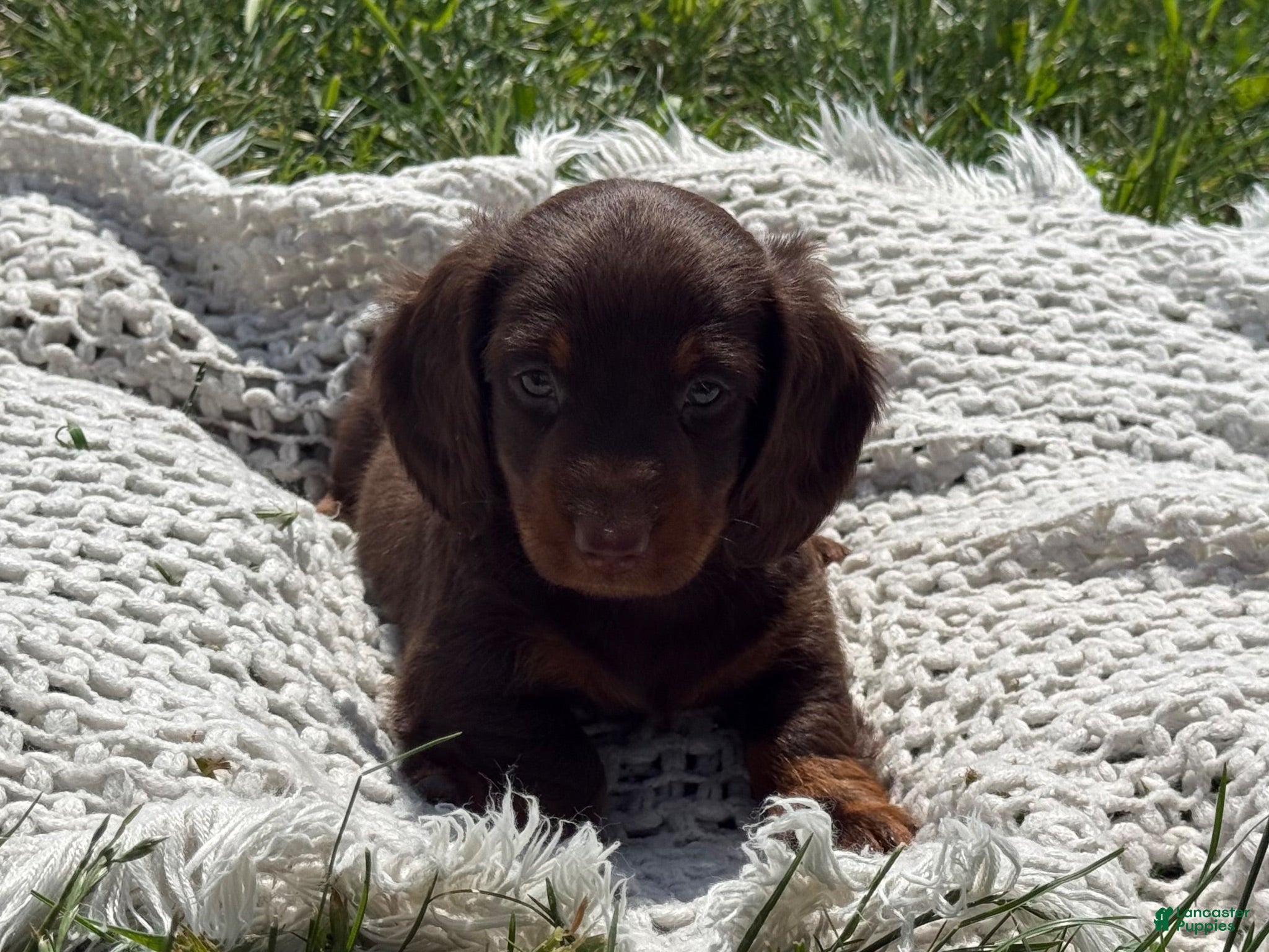 Miniature Dachshund dogs Garrett - Ad 1