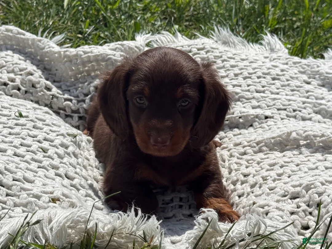 Miniature Dachshund dogs for sale: Garrett - Ad 1