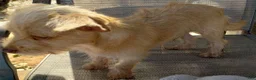 Mixed Breed dogs for sale: Boy - Ad 3