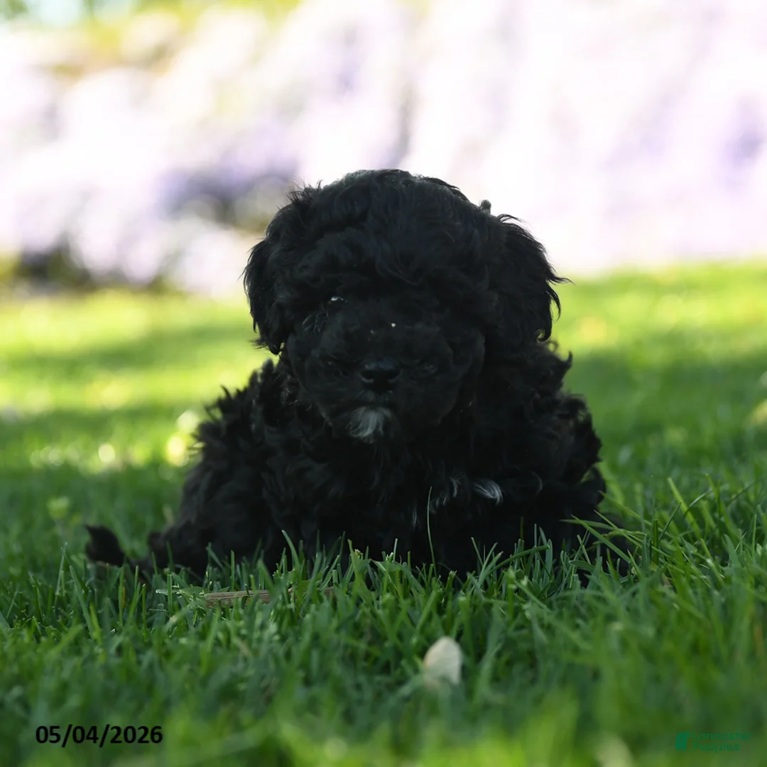 Mini Aussiedoodle dogs for sale: Rosemary - Ad 3