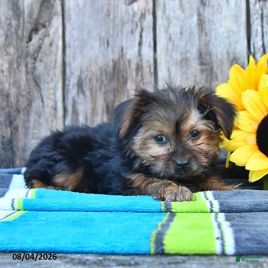 Yorkshire Terrier dogs Jaylee - Ad 2