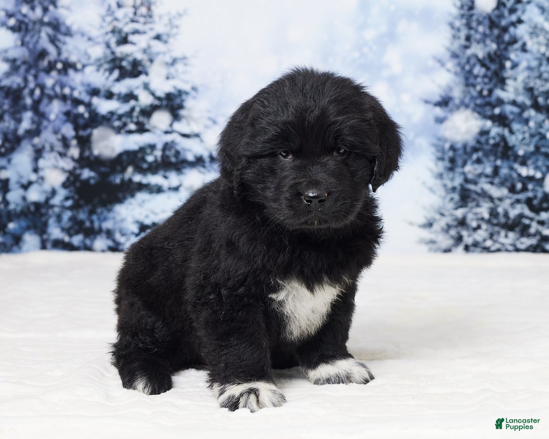 Newfoundland dogs for sale: Nyla - Ad 2