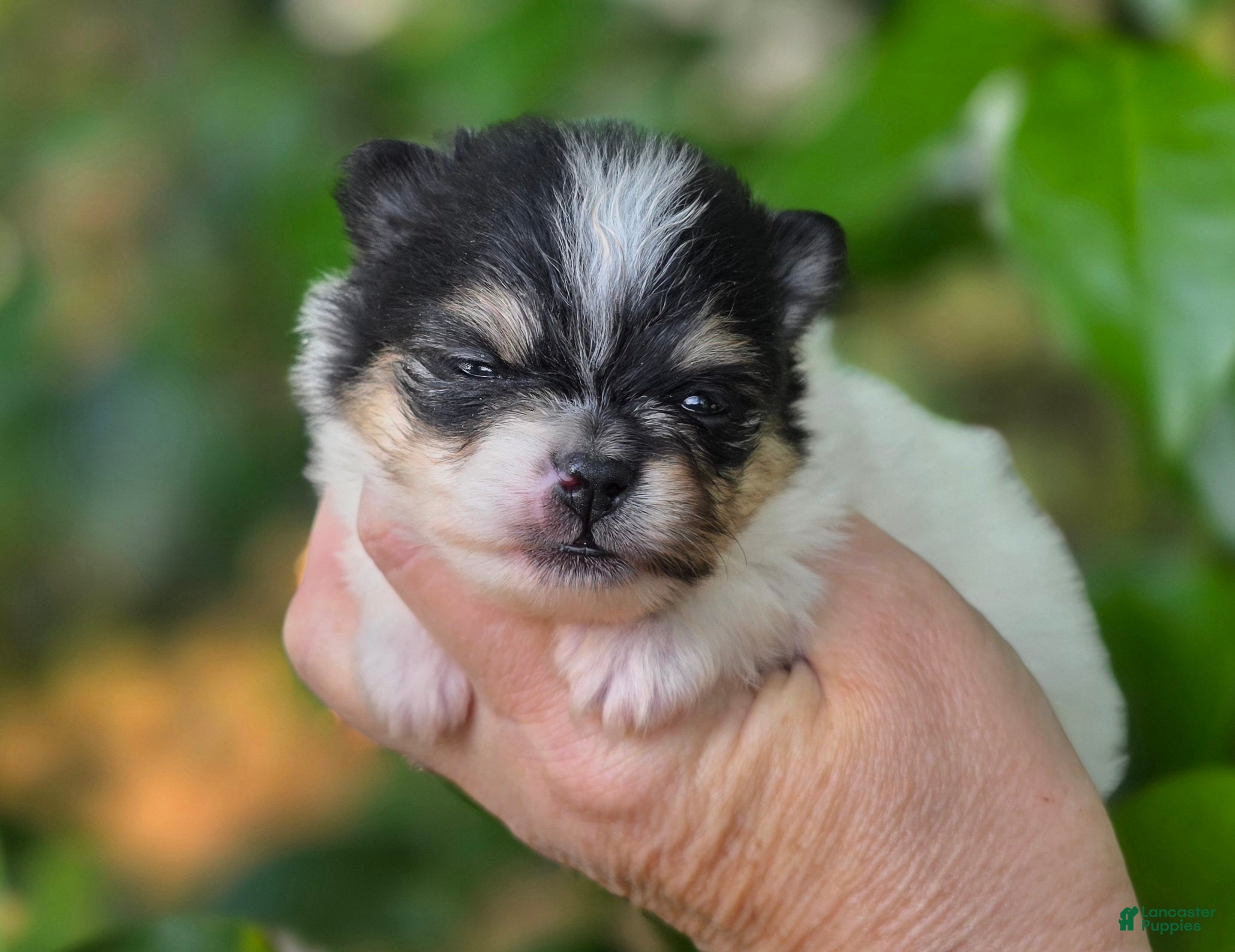 Pomeranian dogs Rumor  - Ad 2