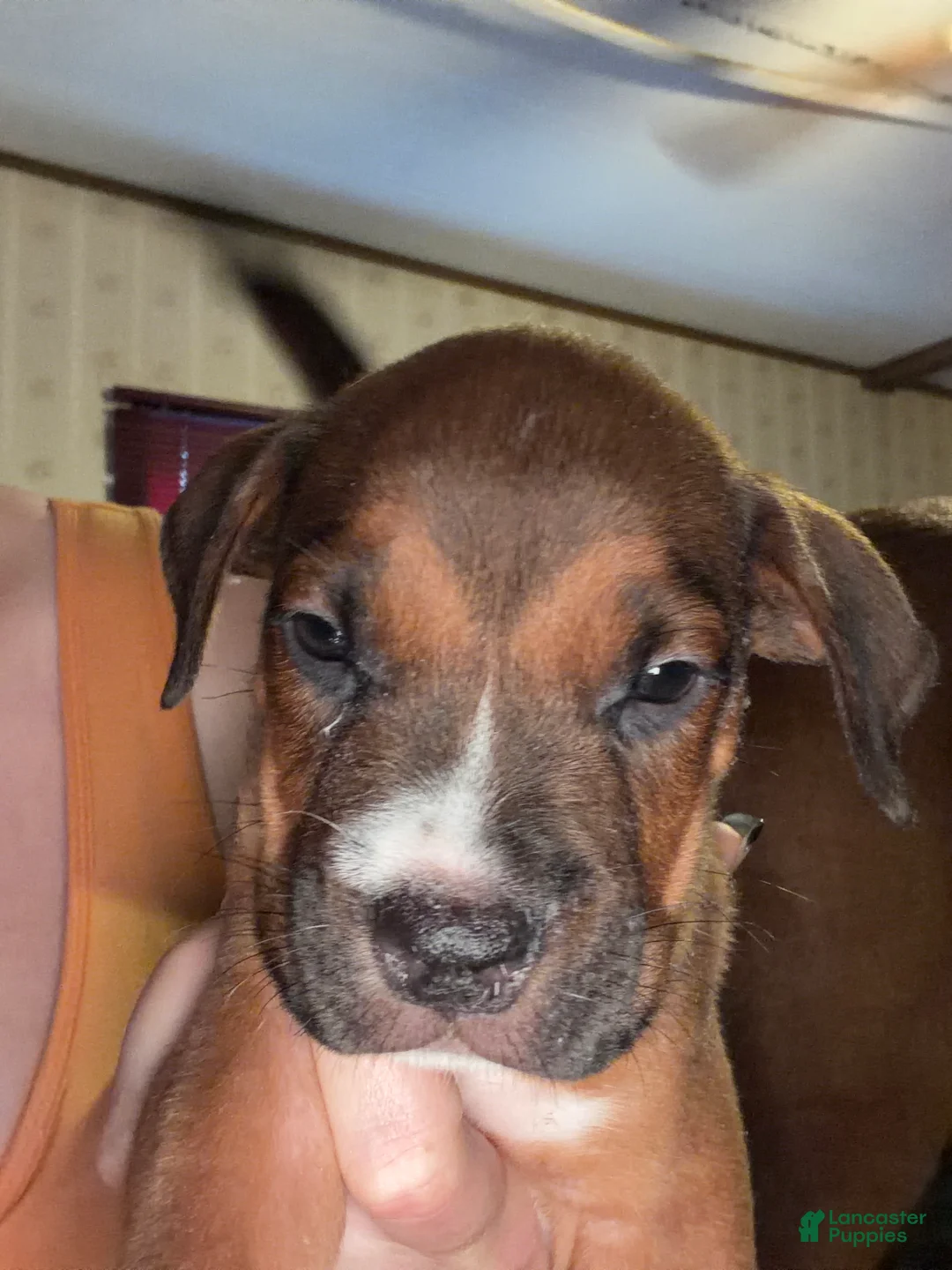 Mixed Breed dogs for sale: Mixed Breed 1 - Ad 1
