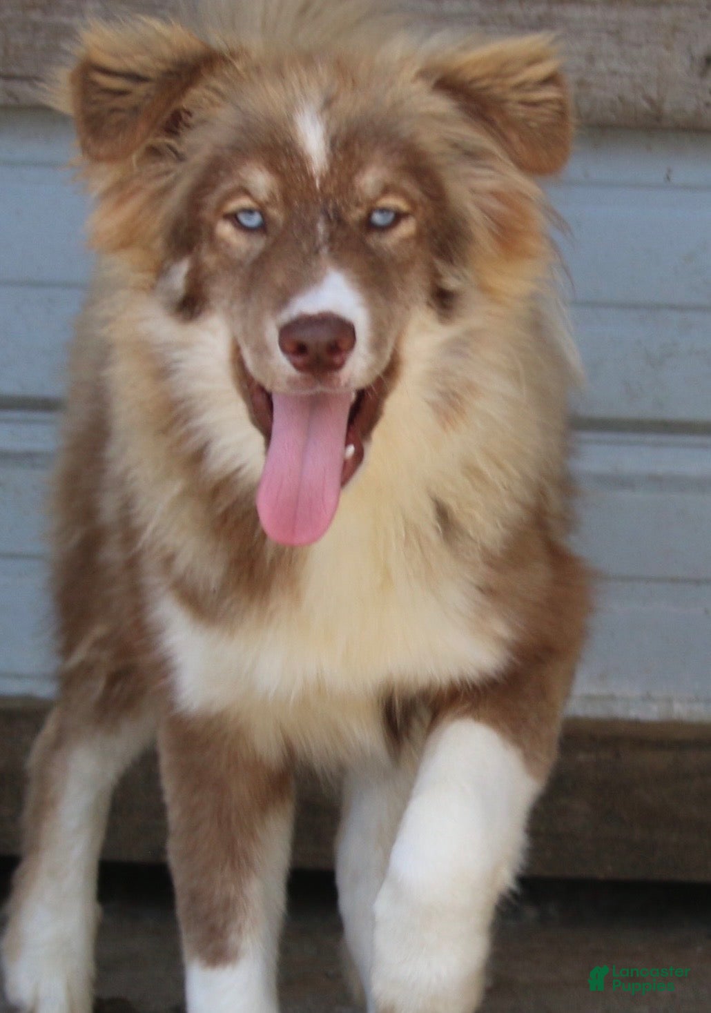 Pomsky dogs Brown - Ad 1