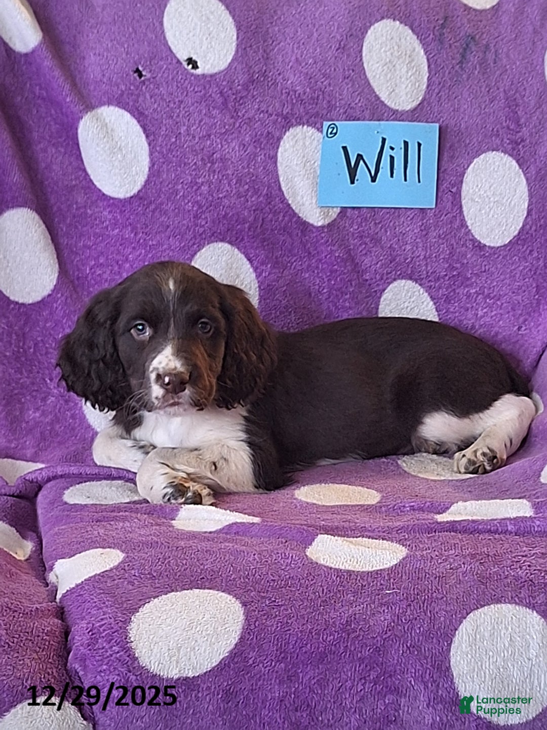 English Springer Spaniel dogs for sale: Will  - Ad 6