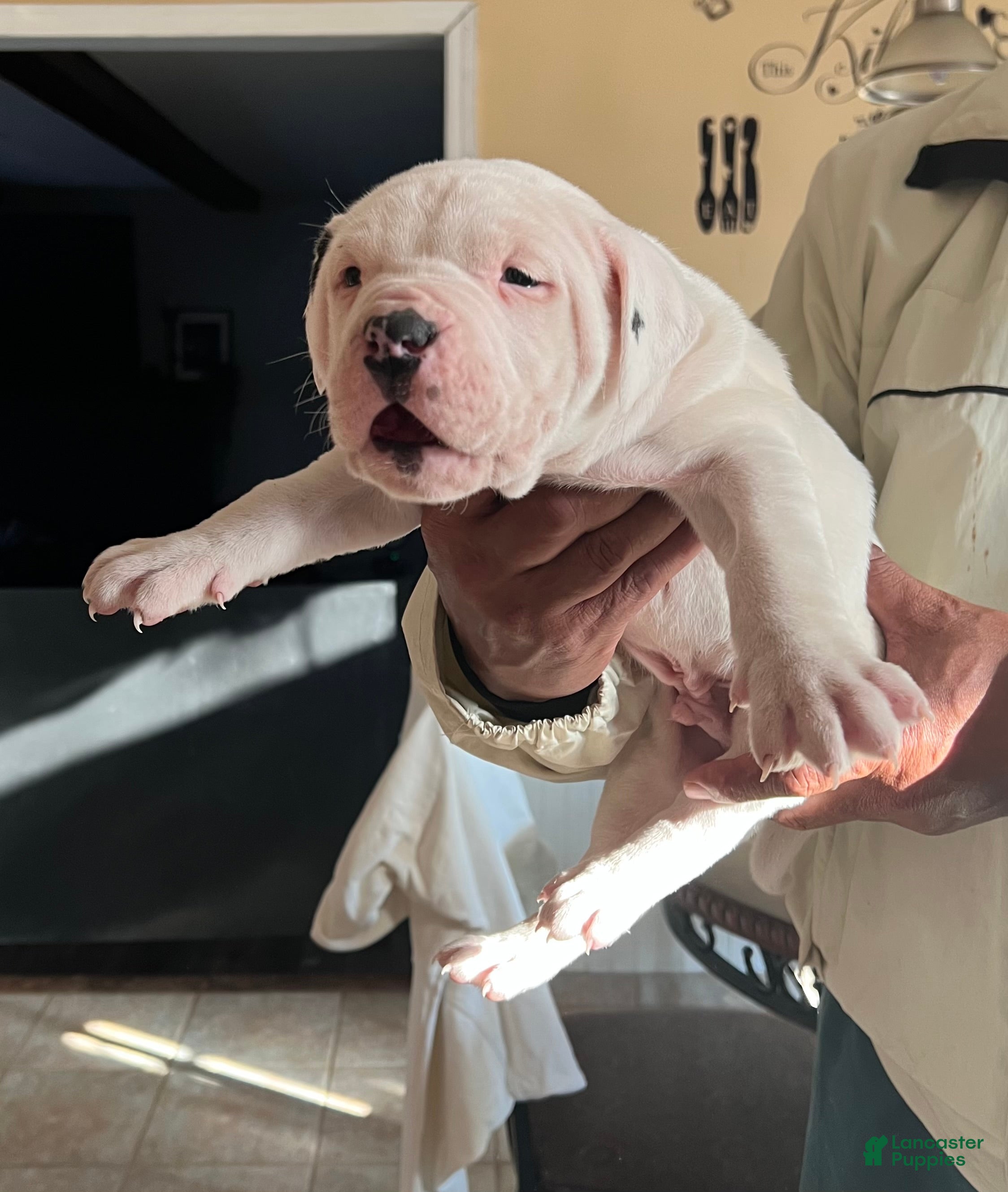 Mixed Breed dogs Jimmy Carter - Ad 1