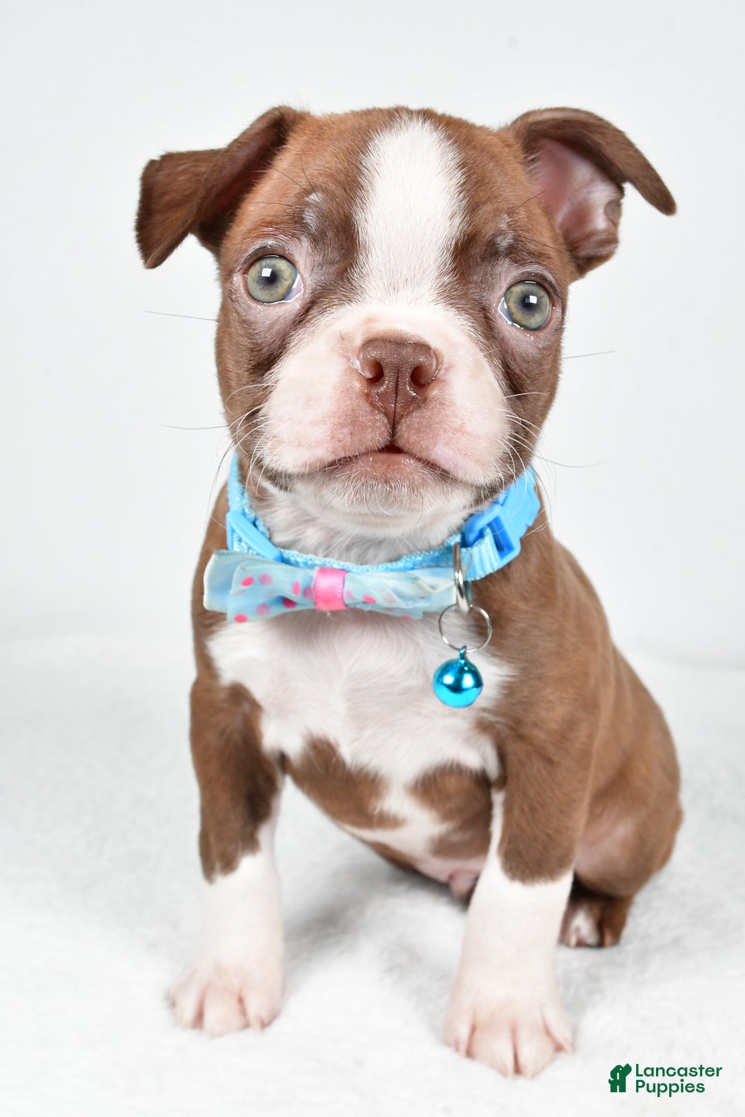 Boston Terrier dogs for sale: Wes - Ad 7