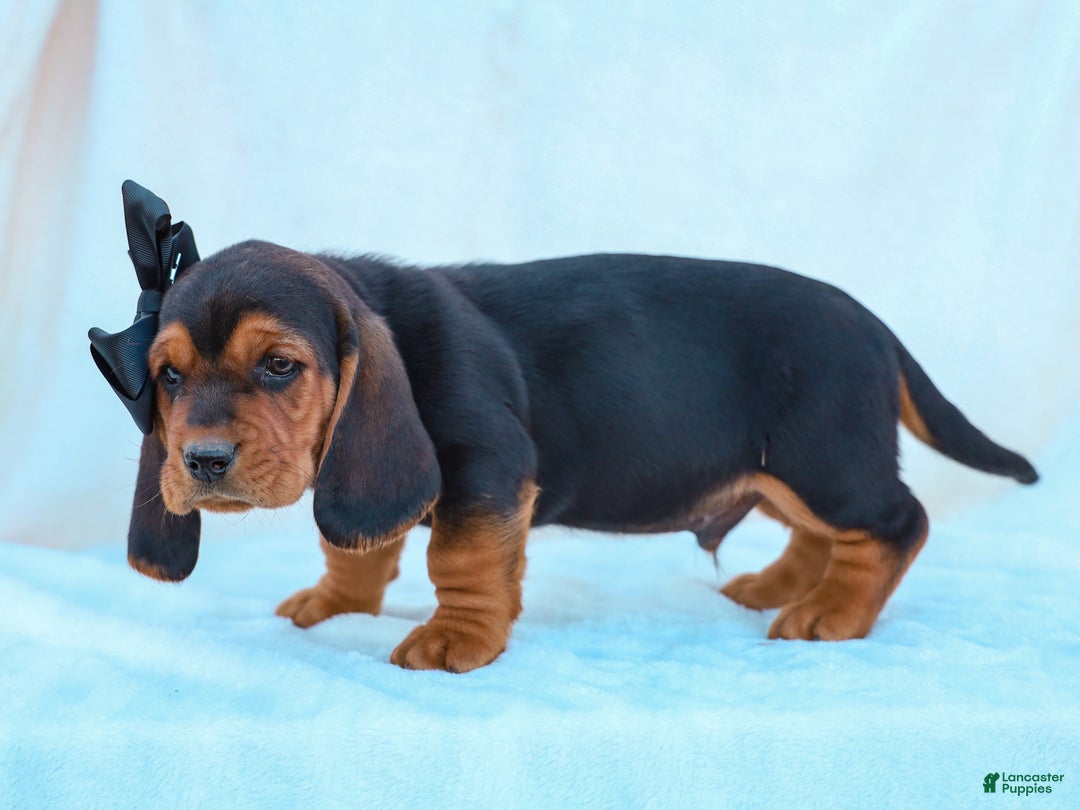 Basset Hound dogs for sale: Walker Basset Hound Pup - Ad 4
