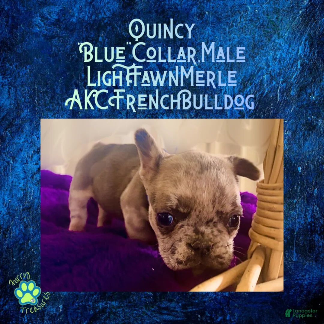 French Bulldog dogs for sale: Quincy “Blue” Collar, Male - Ad 2