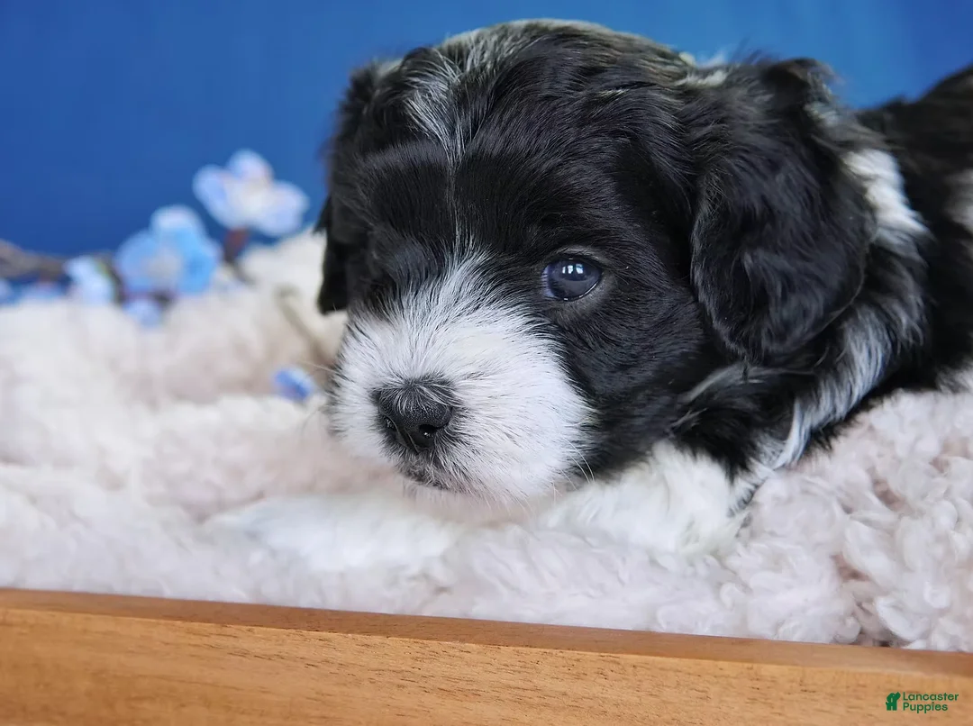 Coton De Tulear dogs for sale: Marshall - Ad 4