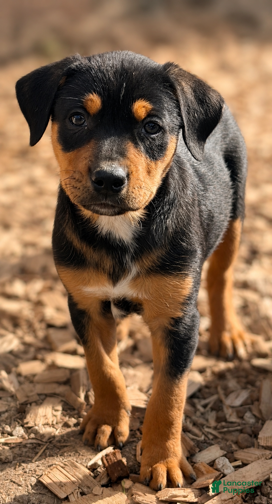 Mixed Breed dogs Mixed Breed Puppy 1 - Ad 12