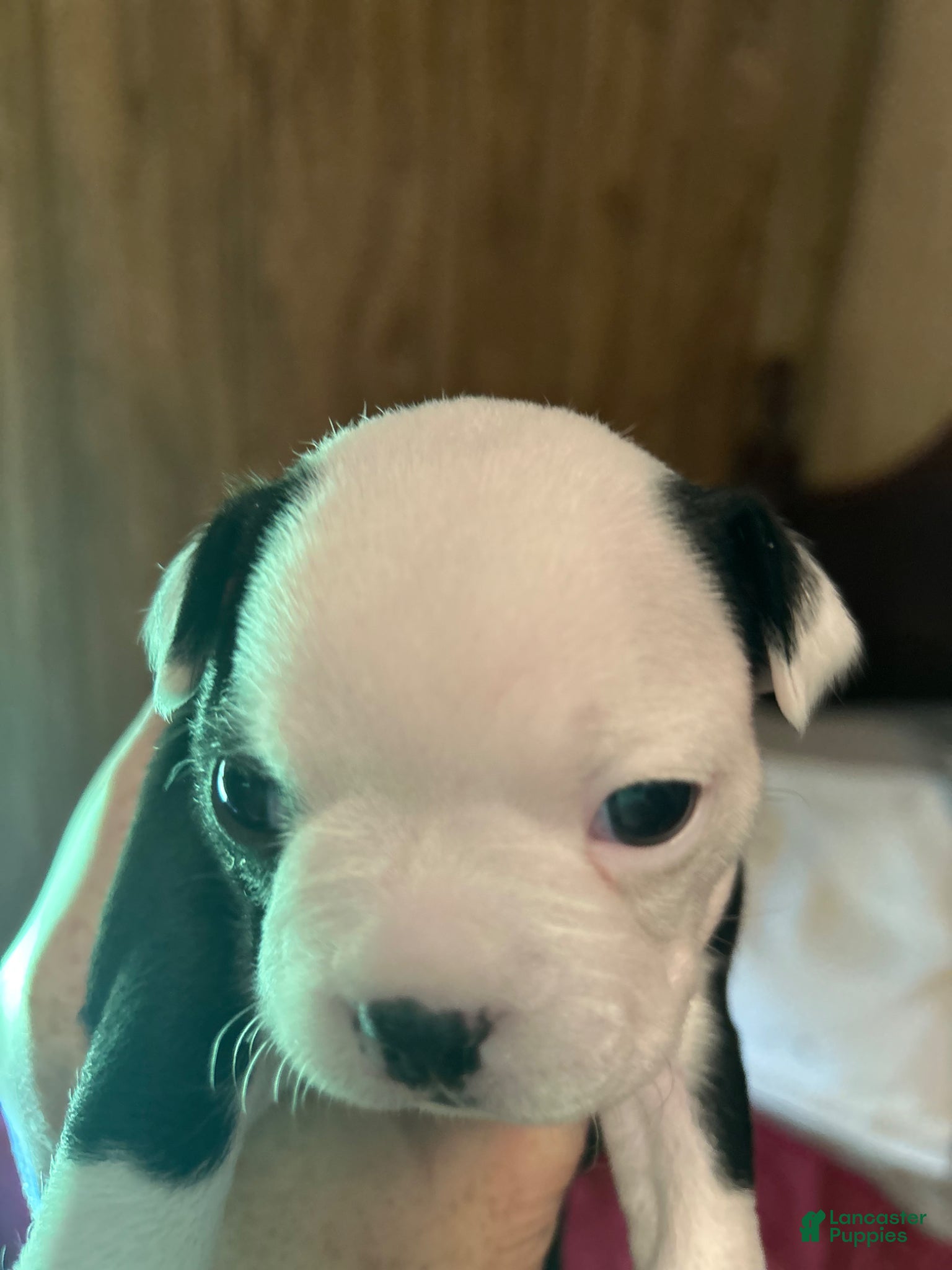 Boston Terrier dogs Dumplin - Ad 2