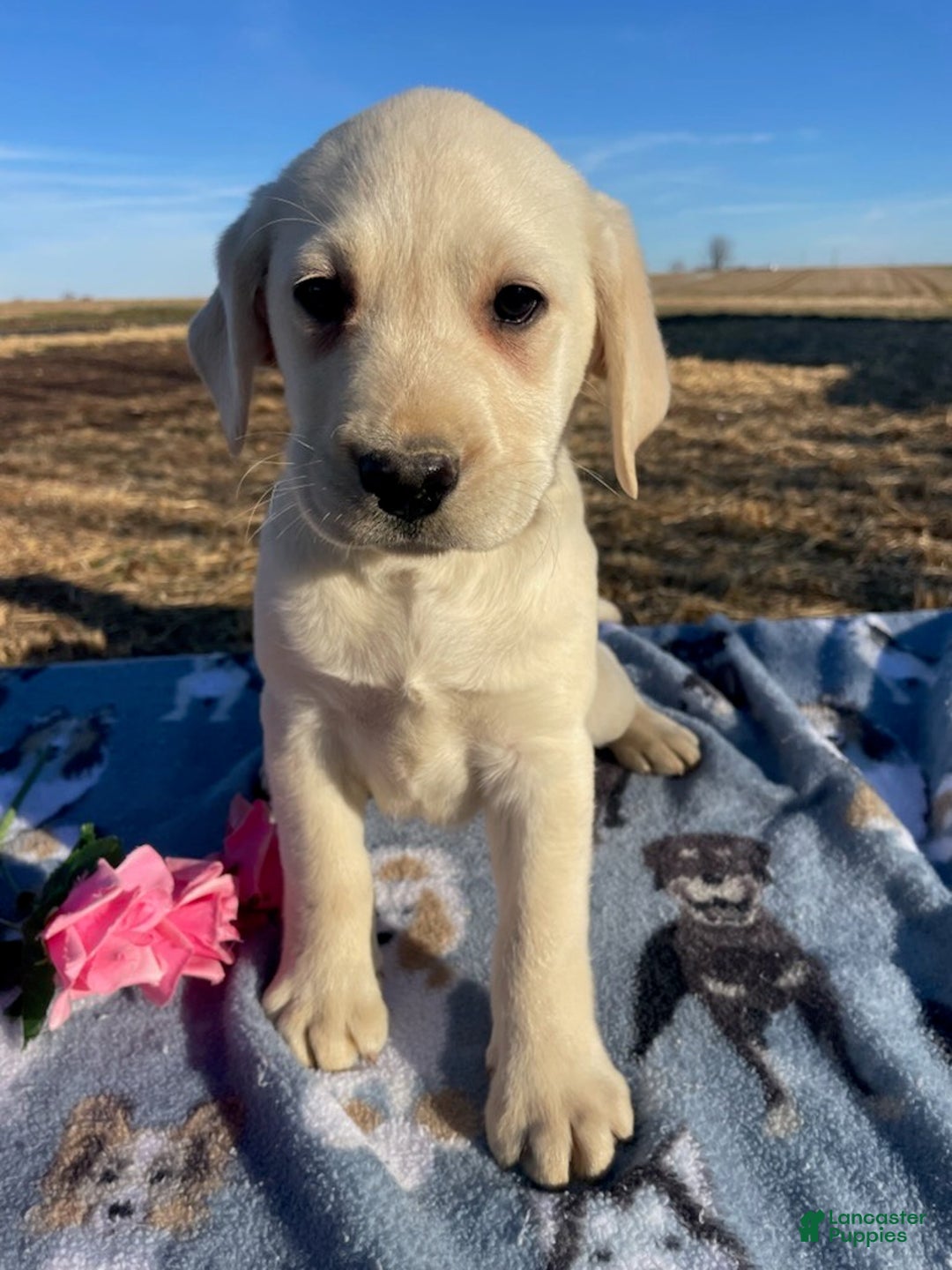 Labrador Retriever dogs for sale: Casper - Ad 3