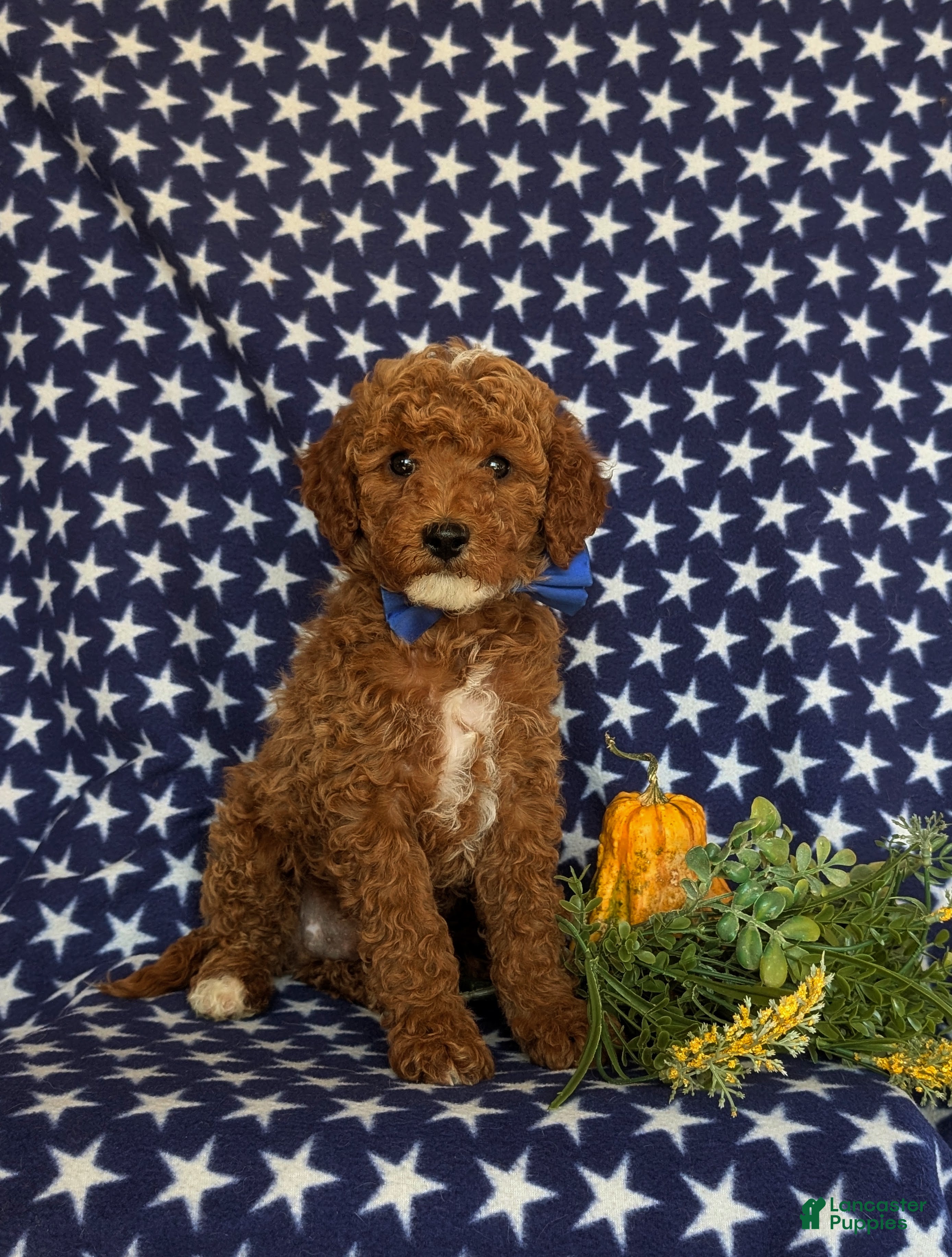 Cavapoo dogs for sale: Frazier Hypoallergenic - Ad 1