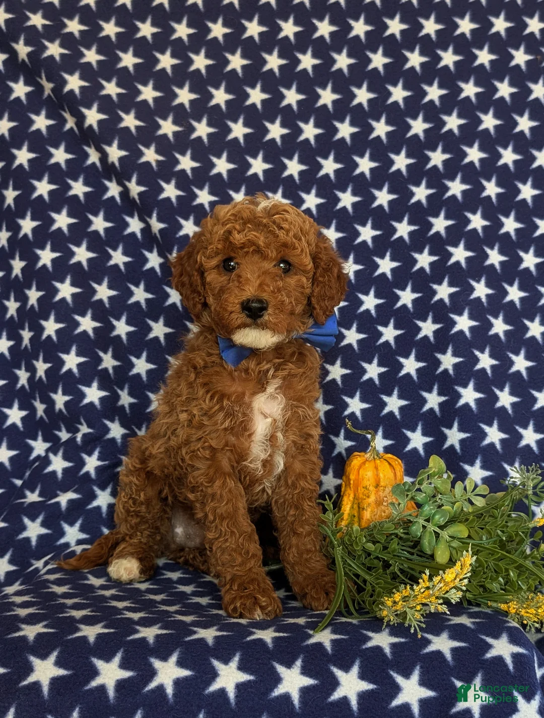 Cavapoo dogs for sale: Frazier Hypoallergenic - Ad 1